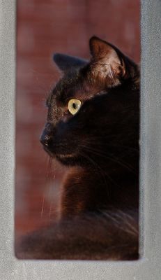 07 15 06, Cat on Landing, night shot, flash, handheld, Nikon  D50, Tamron lens.jpg