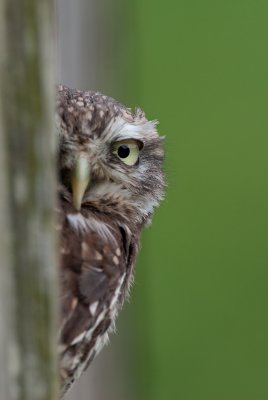 Little Owl   (c)
