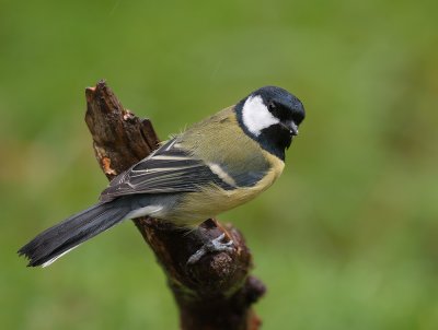 Wet Great Tit