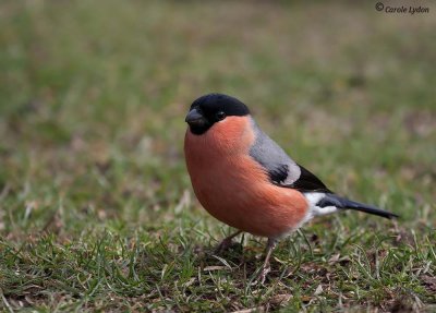 Bullfinch