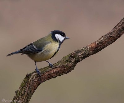 Great Tit