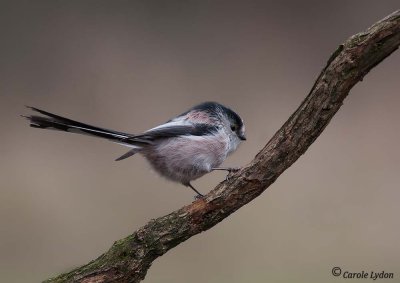 Long tailed tit