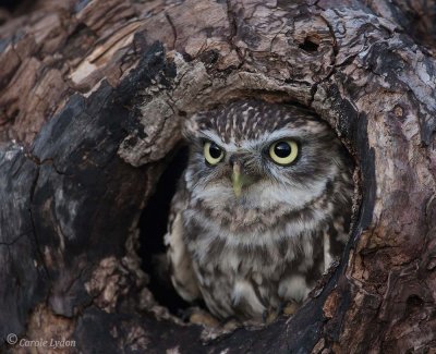Little Owl  (c)