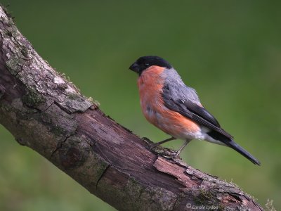 Bullfinch