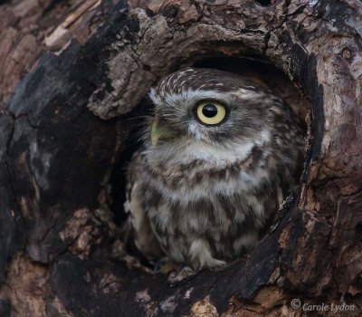 Little Owl  (c)