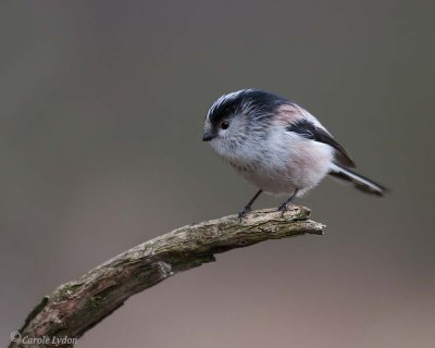 Long Tailed Tit
