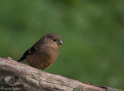 Juvenile Bullfinch