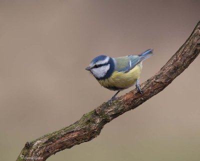 Blue Tit