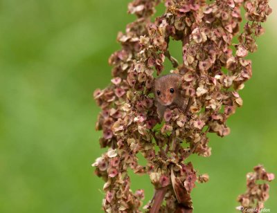 Harvest Mouse