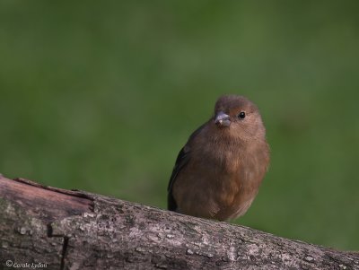 Juvenile bullfinch