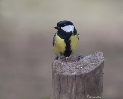 Great Tit