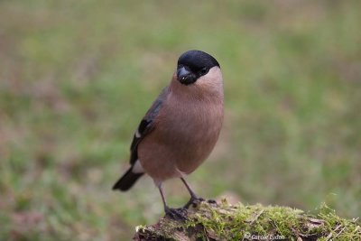 Female Bullfinch