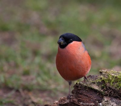 Bullfinch