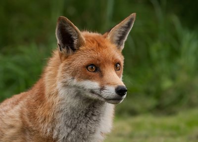 Fox  (c)