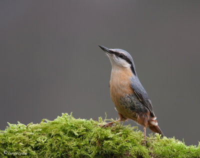 Nuthatch