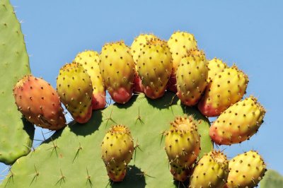 087 Cactus Fruit.jpg