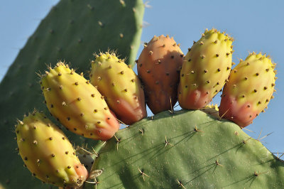 109 Cactus Fruit.jpg
