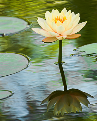 Water lily7906 nt.jpg