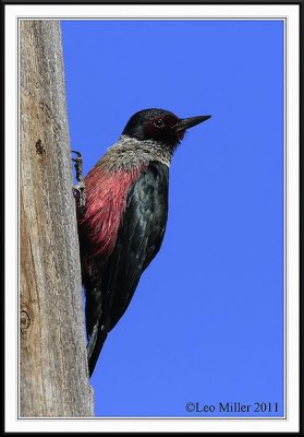 Lewis Woodpecker