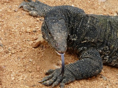 Water Monitor