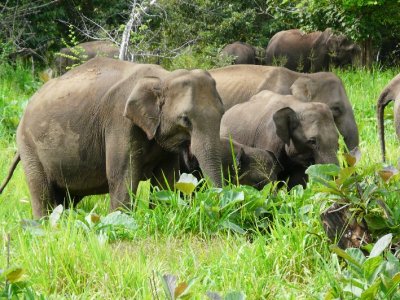 Wild Elephants