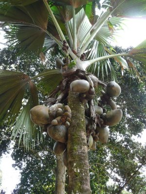 Double Coconuts