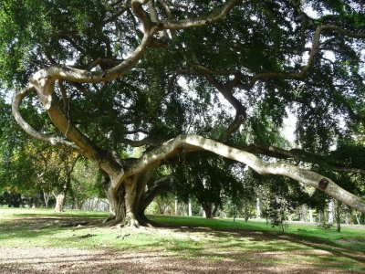 Meandering Tree