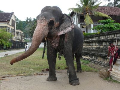 Dancing Elephant