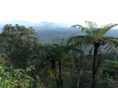 Tree Ferns