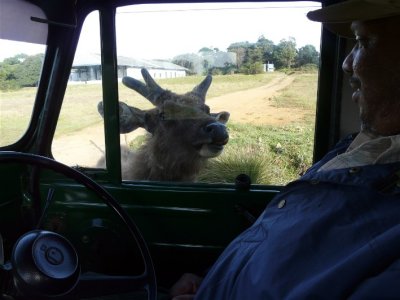 Inquisitive Samba Deer