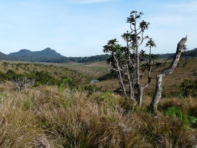 Horton Plain