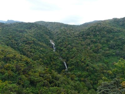 Virgin Forest