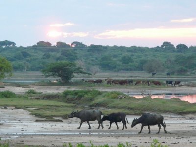Buffalo At Dawn In Yala National Park