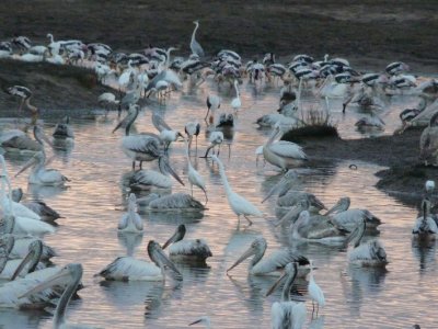 Storks, Pelicans, Herons & Spoonbills