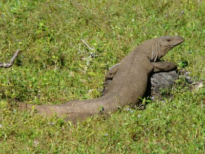 Land Monitor