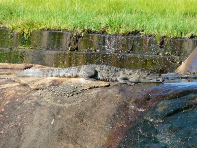 Croc