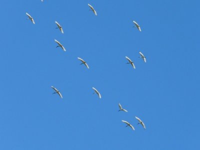 Ibis Flypast