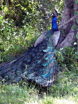 Peacock