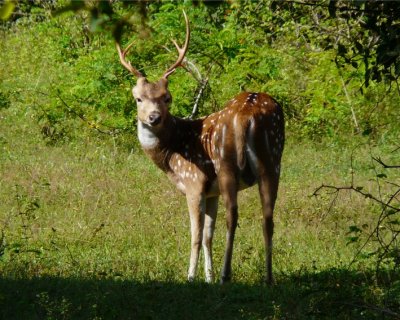 Spotted Deer