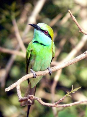 Bee Eater