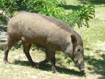 Not So Wild Pig