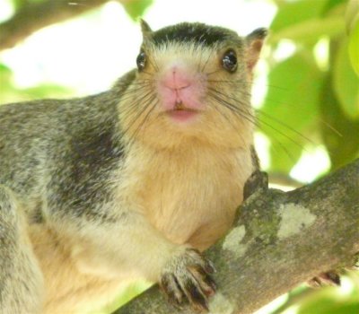Giant Squirrel