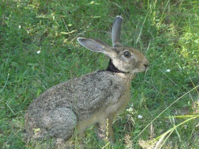 Black Necked Hare