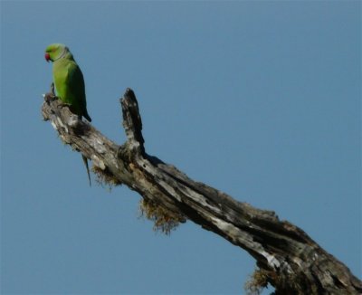 Parakeet