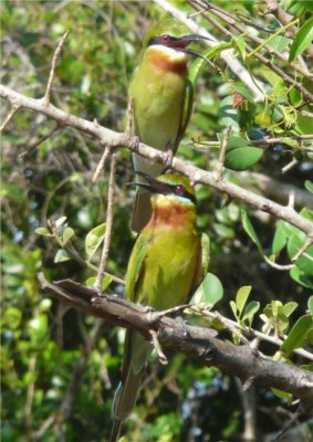 More Bee Eaters
