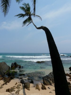 Lone Palm