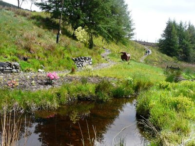 Streams Gardens & Walks