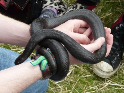 Snake Handling