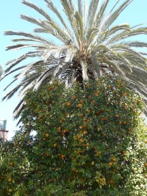 Orange Palm?