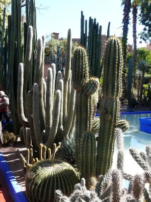 Cactus Collection